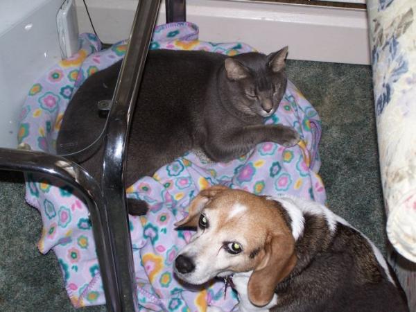 Ummmm, mommy, there's a kitty in my bed!