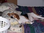 Lucy our Treeing Walker Coonhound being super lazy.
